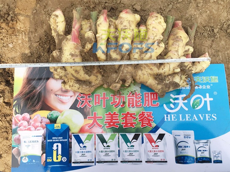 水溶肥用量少，可是效果卻很好！