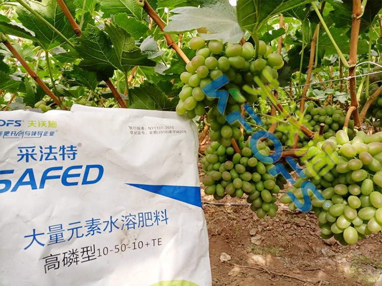 水溶肥價格高，可是用的人卻很多！