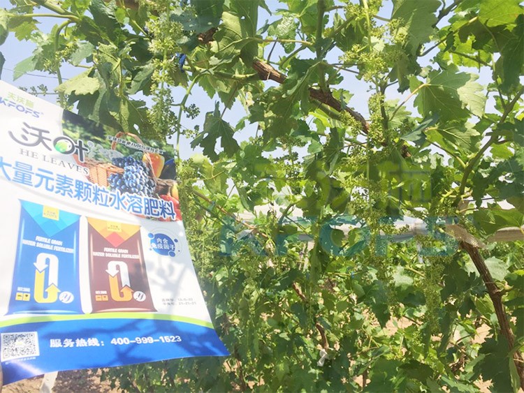 葡萄抽梢粗細不齊，如何搭配水溶肥調(diào)理？