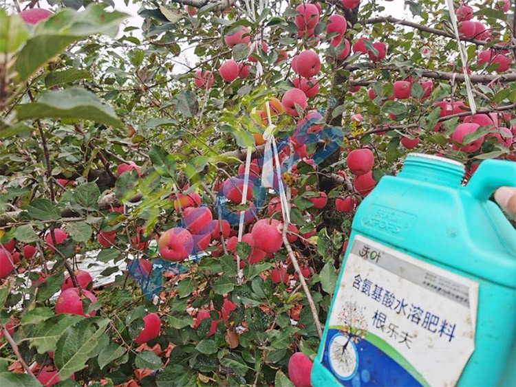 蘋(píng)果樹(shù)用什么生根肥好？看看這款！
