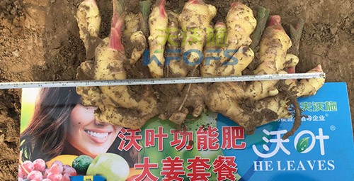 水溶肥用量少，可是效果卻很好！