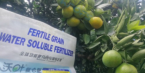 柑橘轉色，這幾點你一定要注意！