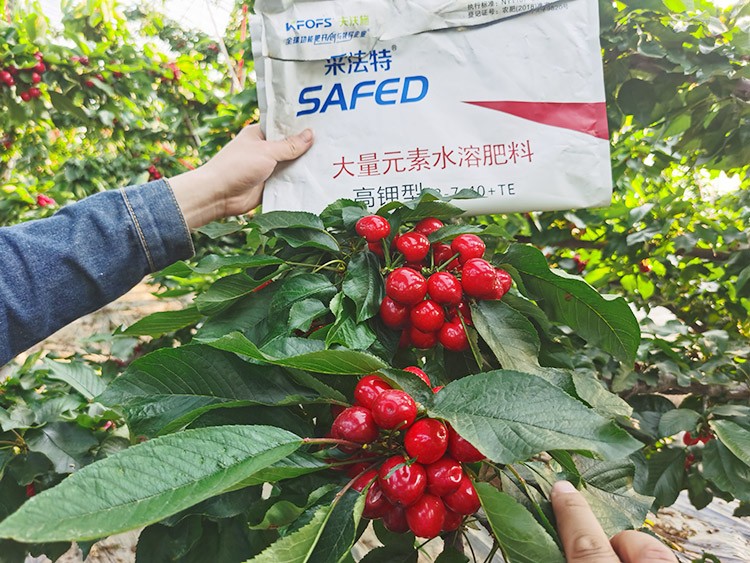 大櫻桃用什么水溶肥又大又甜？