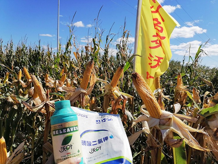 玉米葉面肥哪個(gè)品牌好？