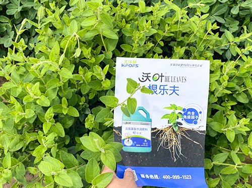 水溶肥這樣搭配使用，解決金銀花根腐黃化