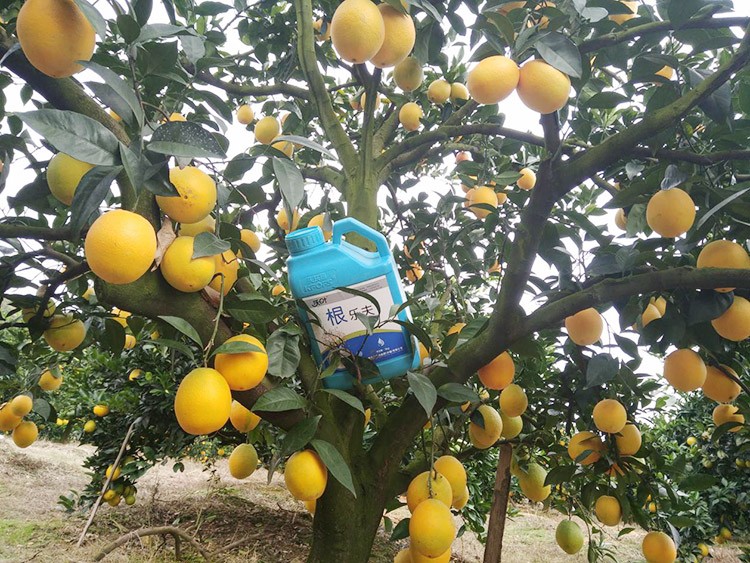 好的水溶肥是什么生產(chǎn)工藝？