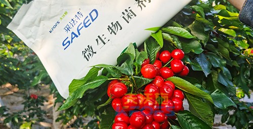 進口水溶肥怎么選？參考這三點就夠了！