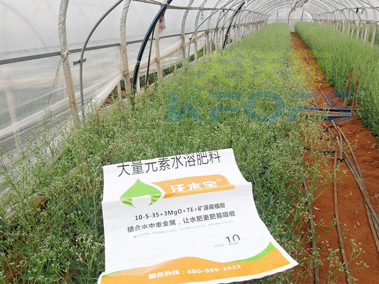 進(jìn)口水溶肥以色列的哪家好？