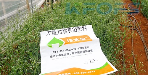 進口水溶肥以色列的哪家好？