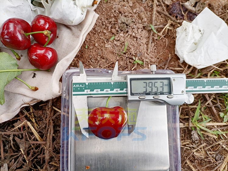 效果好的進口水溶肥，來看這款！