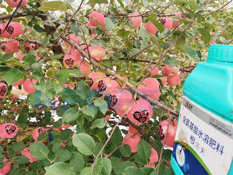 沃葉水溶肥效果怎么樣？怎么購買？