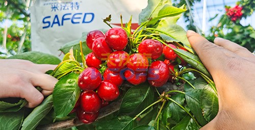 水溶肥用對(duì)了，果大果多品質(zhì)好！