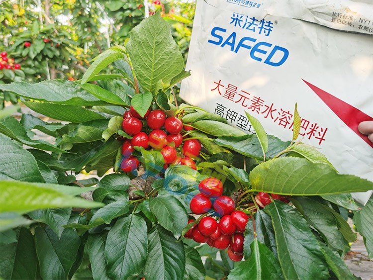 水溶肥用對了，果大果多品質(zhì)好！