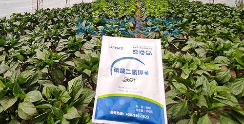 磷酸二氫鉀的正規(guī)廠家是什么樣的？