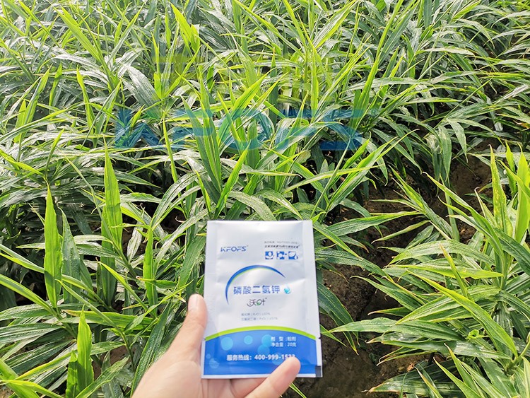 磷酸二氫鉀選這個(gè)品牌，不會錯(cuò)！