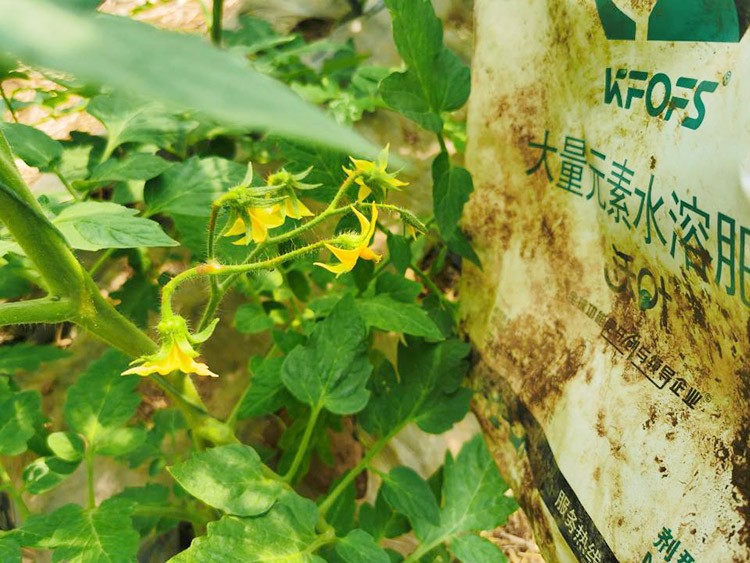 水溶肥哪種的效果好？看完別說不知道了！