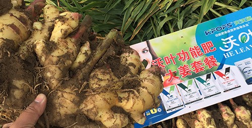 進(jìn)口水溶肥還不知道沃葉？虧大了！