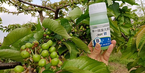 硼肥哪個品牌的好？這款不要錯過！