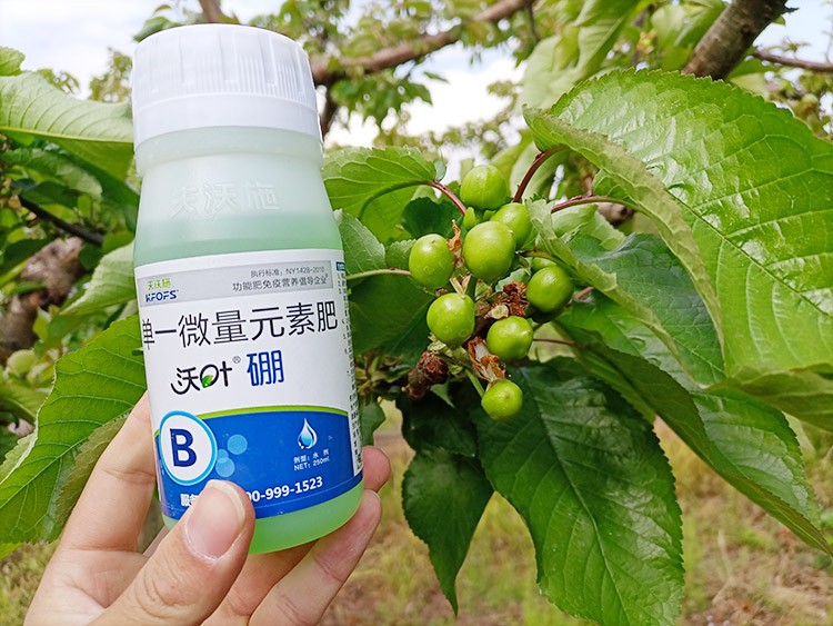 硼肥哪個品牌的好？這款不要錯過！