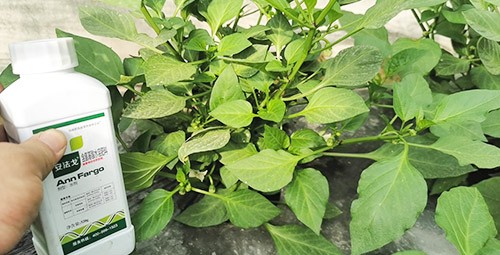 解藥害用什么葉面肥好？