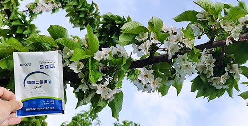 保花保果葉面肥，她就認(rèn)準(zhǔn)這個牌子！