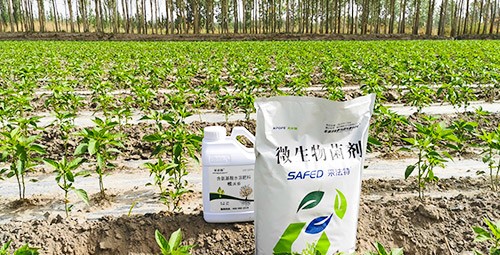 微生物菌肥哪家好？用效果說話！