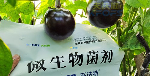 進口水溶肥蔬菜上怎么用效果好？