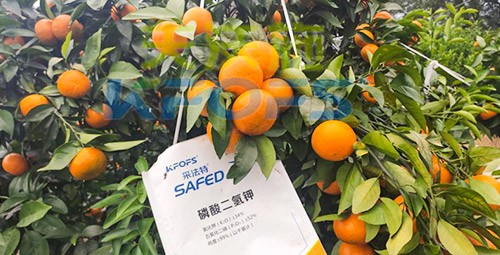 柑橘專用肥選采法特，就是不一樣！