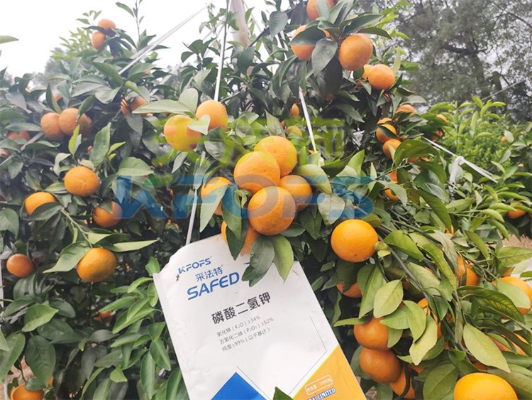 柑橘專用肥選采法特，就是不一樣！