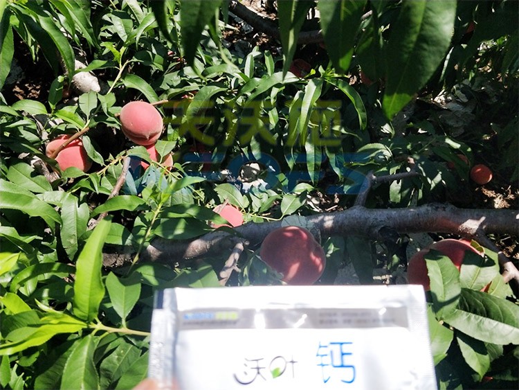 桃樹施什么肥料好，看這一篇就夠了！