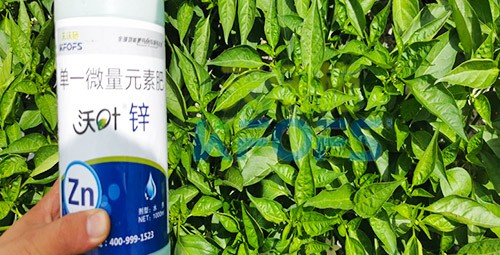 鋅肥是什么肥料？辣椒用有什么好處？