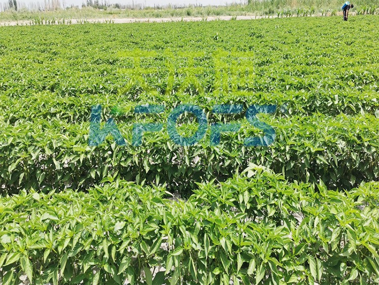 鋅肥是什么肥料？辣椒用有什么好處？