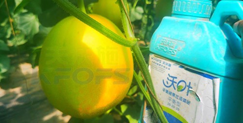 甜瓜用什么肥料更甜，你知道嗎？