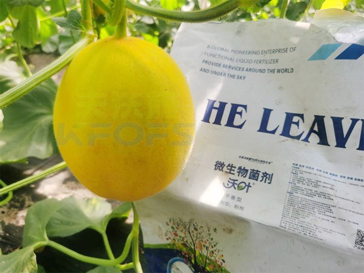 甜瓜用什么肥料更甜，你知道嗎？