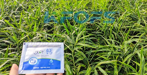 鈣肥為何在大姜上全程使用？