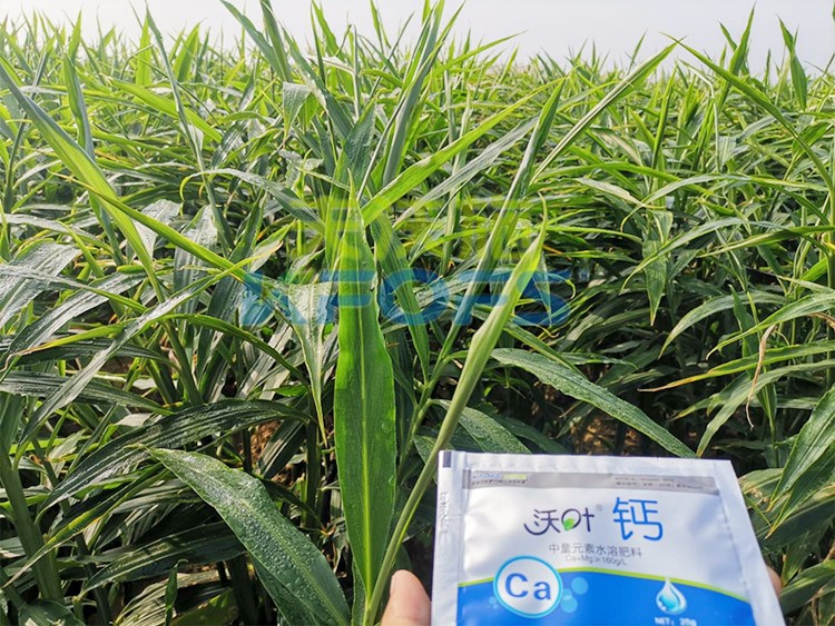 鈣肥為何在大姜上全程使用？