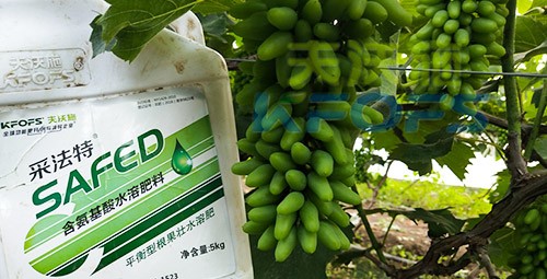葡萄水溶肥品牌哪個好？案例告訴你！