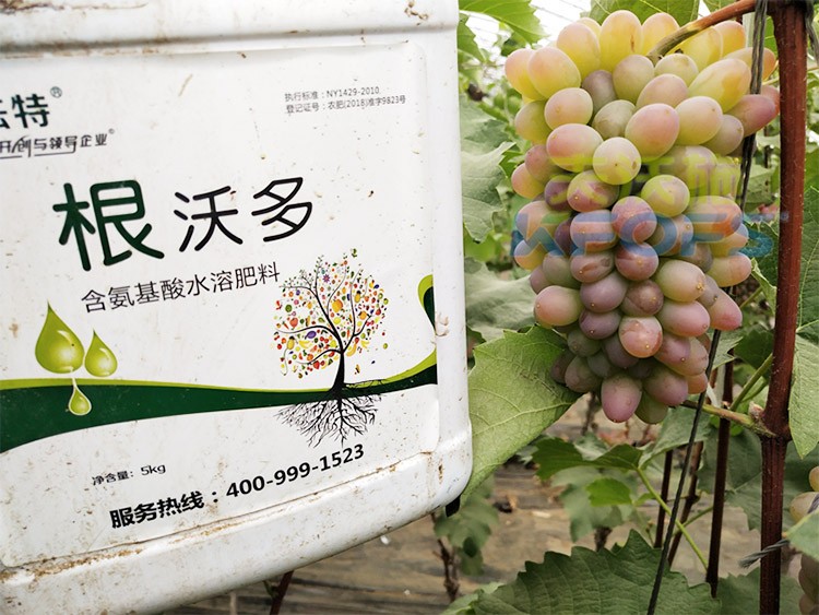 葡萄水溶肥品牌哪個好？案例告訴你！
