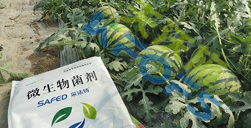 西瓜用微生物菌劑，能達到什么效果？