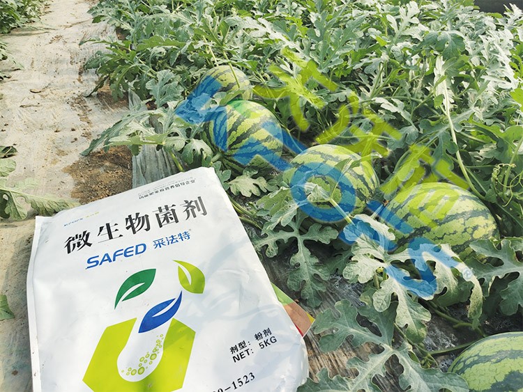 西瓜用微生物菌劑，能達(dá)到什么效果？