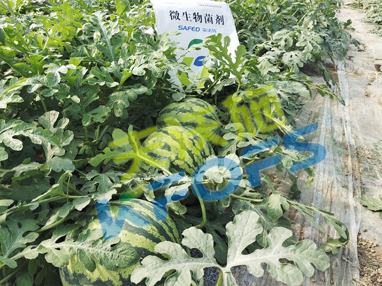 西瓜用微生物菌劑，能達(dá)到什么效果？