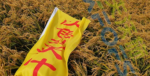 水稻用水溶肥，這三個方面的效果很明顯！