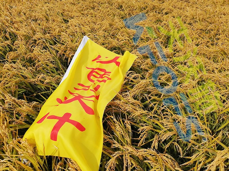 水稻用水溶肥，這三個方面的效果很明顯！