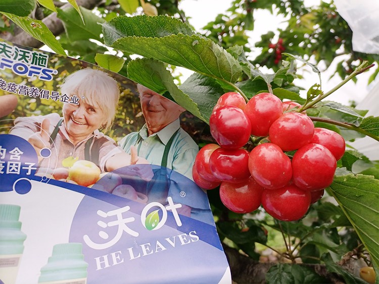 果樹葉面肥哪個(gè)品牌好？