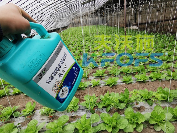 蔬菜用進(jìn)口水溶肥，有什么突出效果？