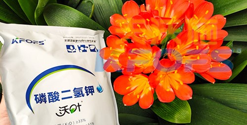 花卉用這款磷酸二氫鉀，效果不一般！