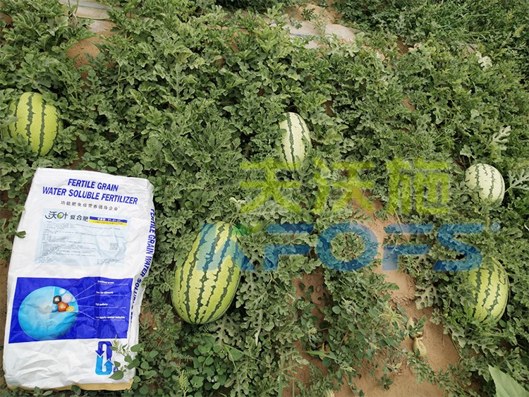 西瓜用什么進(jìn)口水溶肥好？