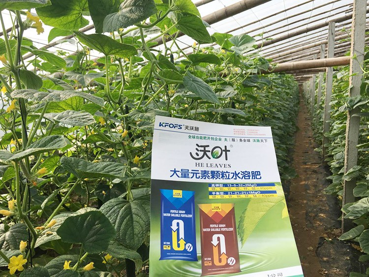 黃瓜用這樣的水溶肥，產(chǎn)量就是高！