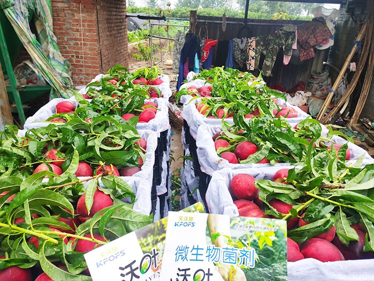 桃樹用什么肥料好？且看這篇！
