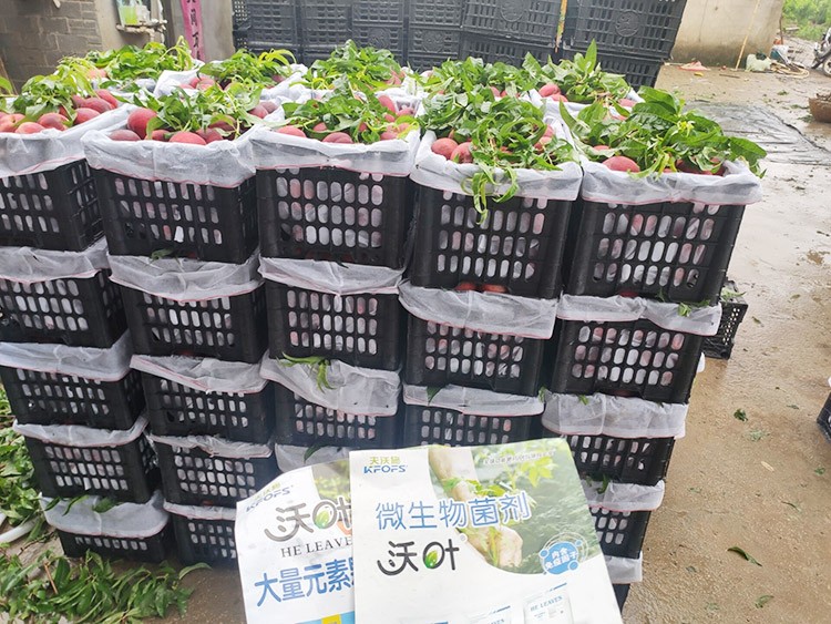 桃樹用什么肥料好？且看這篇！